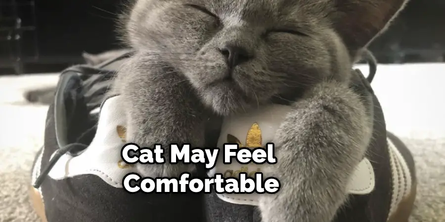 Cat May Feel Comfortable