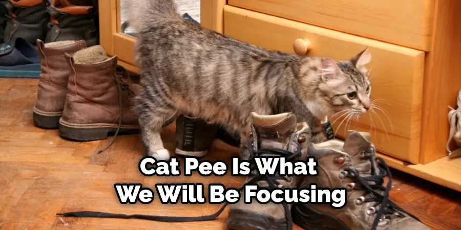 Cat Pee Is What We Will Be Focusing