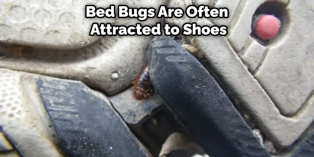 Bed Bugs Are Often  Attracted to Shoes