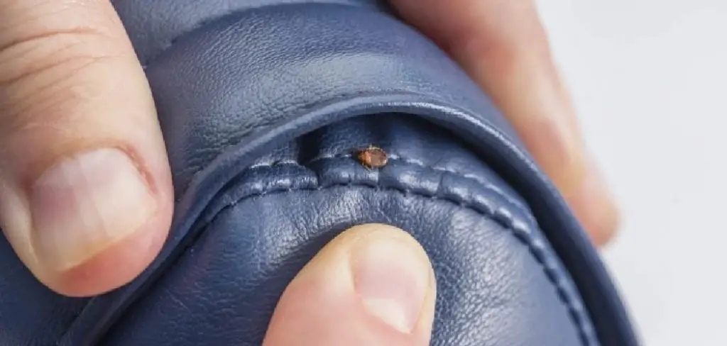 How to Treat Shoes for Bed Bugs