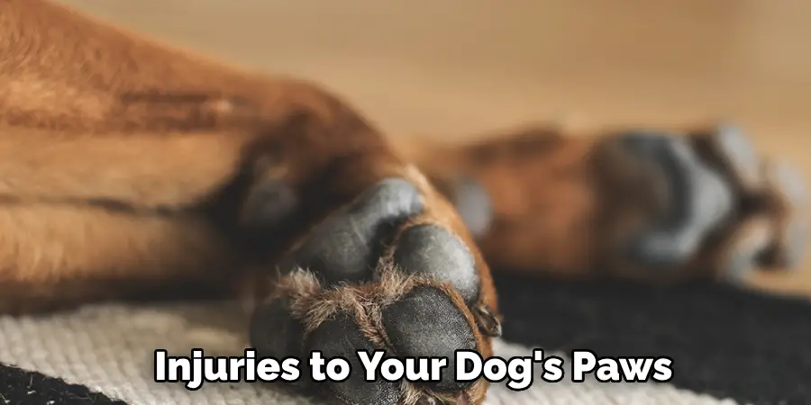  Injuries to Your Dog's Paws