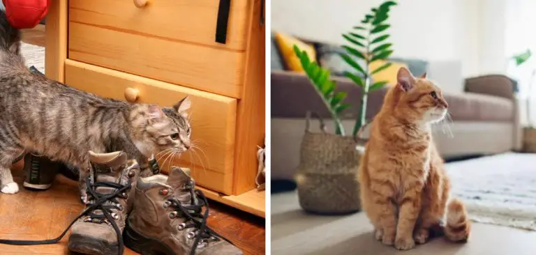 how-to-get-cat-pee-out-of-shoes-10-easy-steps-2024