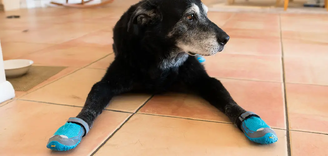 How to Keep Dog Shoes on